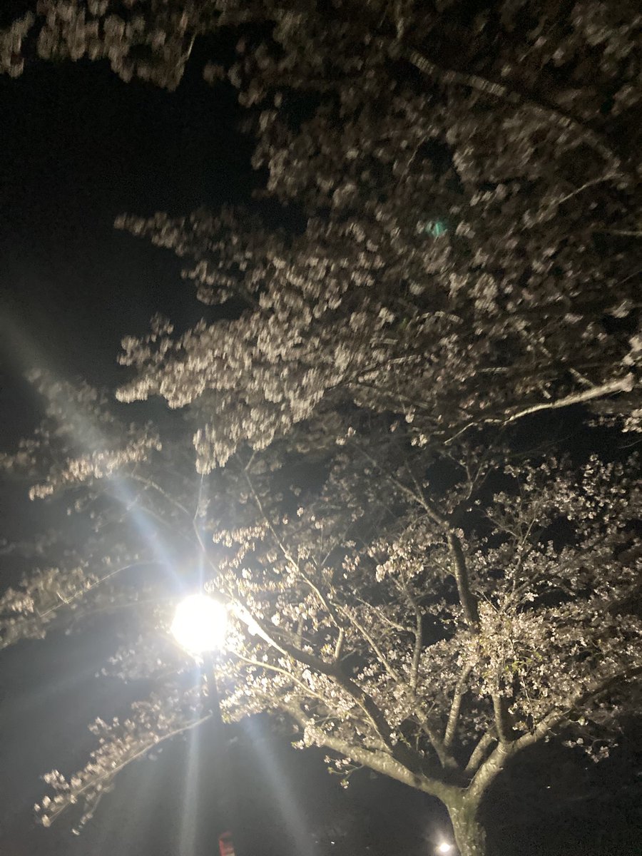 鬼田 善規/Serenade remember tweet media