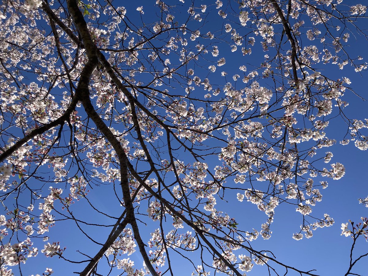 鬼田 善規/Serenade remember tweet media