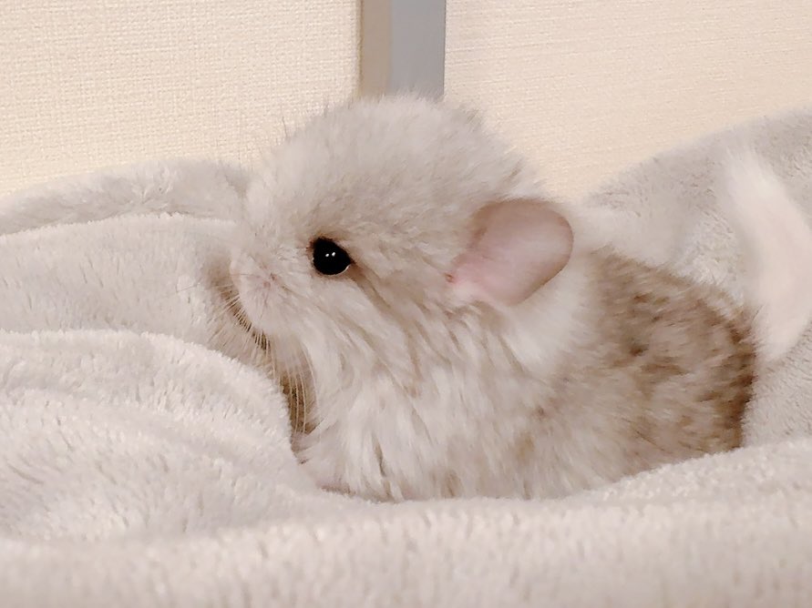 ♡しょこちーた♡ tweet media