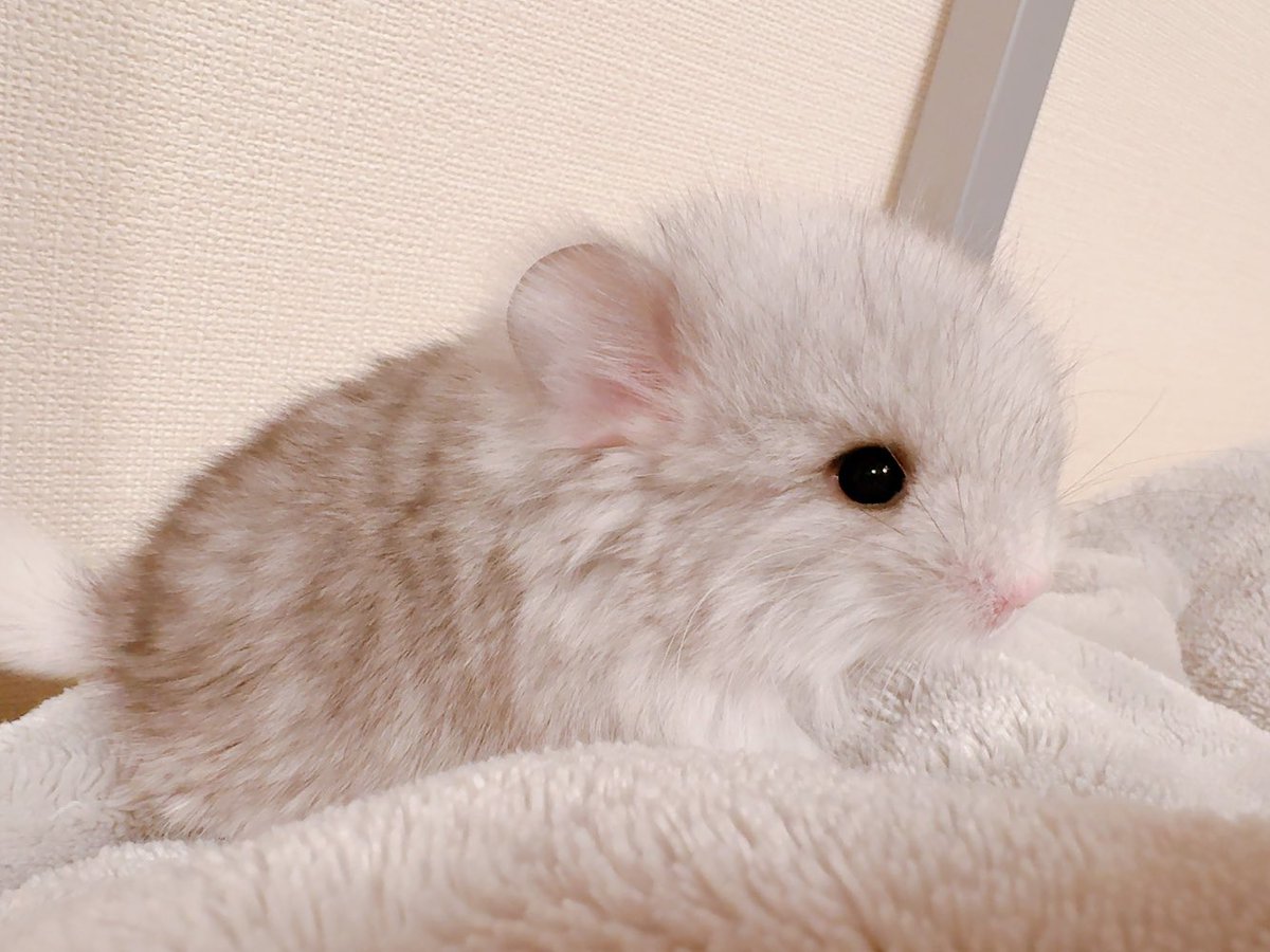 ♡しょこちーた♡ tweet media