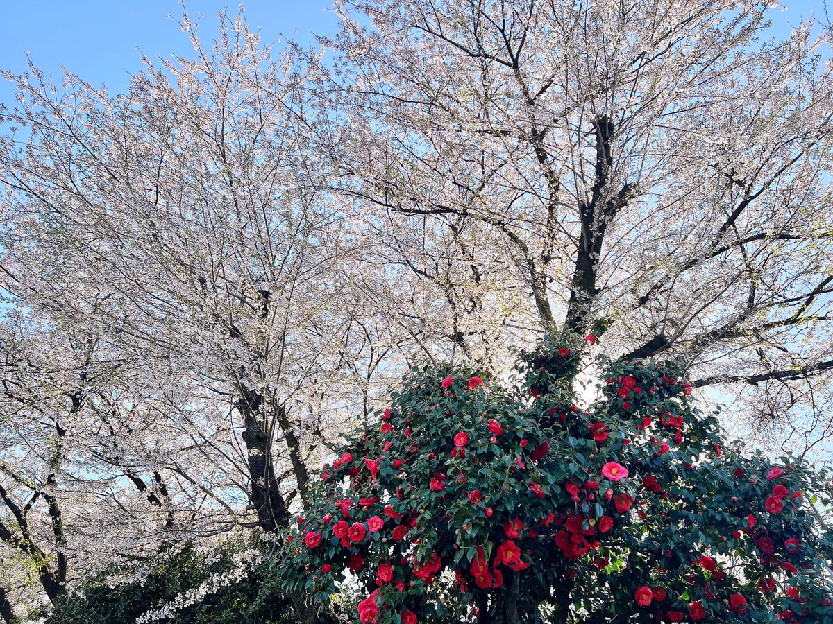 ばにら。 tweet media