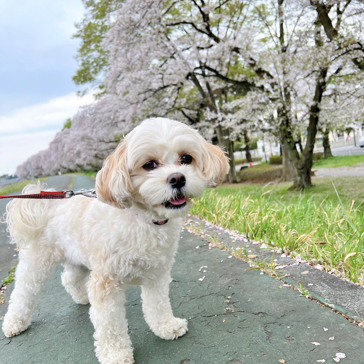 ばにら。 tweet media