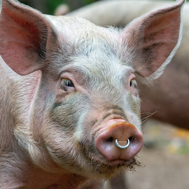 Oui Think tweet media