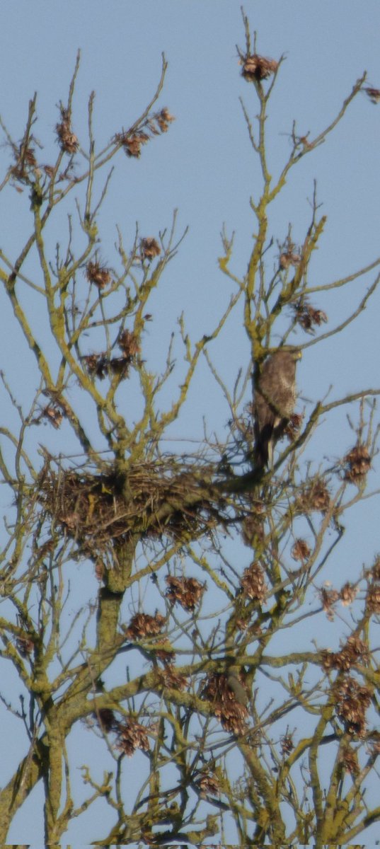 Record shot of the marsh sandpiper from boldon then white and my first yellow wagtail of the year at rainton meadows and buzzard on nest