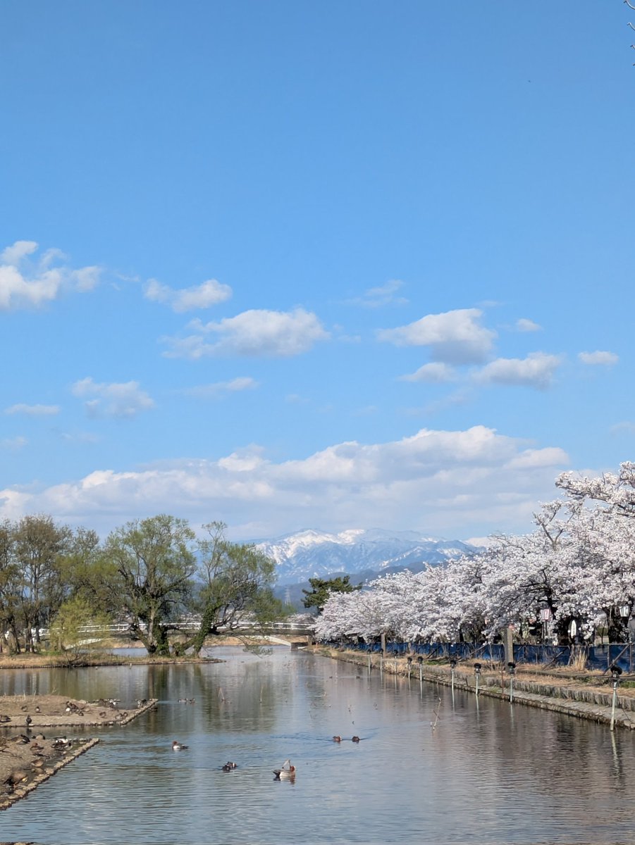 瓢湖の桜続き
3枚目は逆光で
4枚目は雪の残る山と