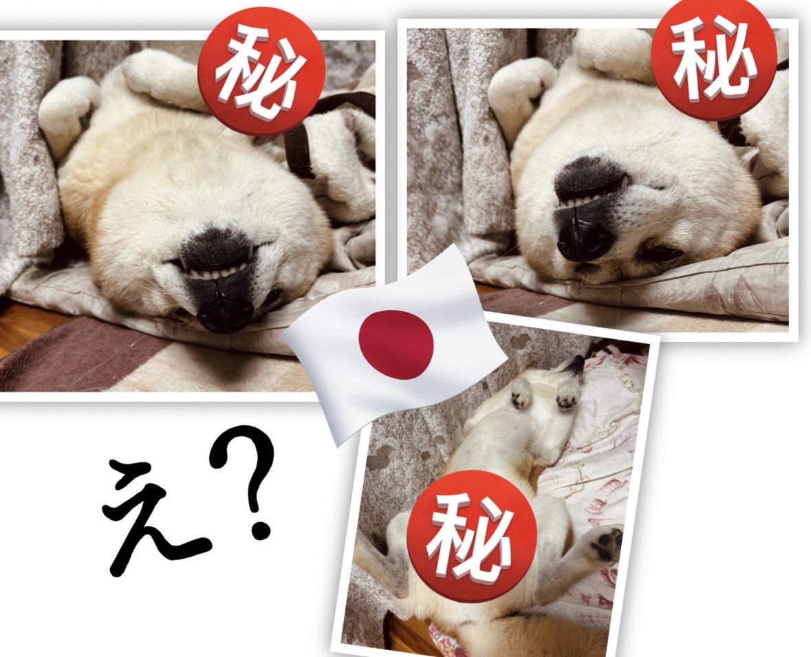 ハゼル✨@DQWとイラスト✨日本🇯🇵を取り戻したい勇者推し tweet media