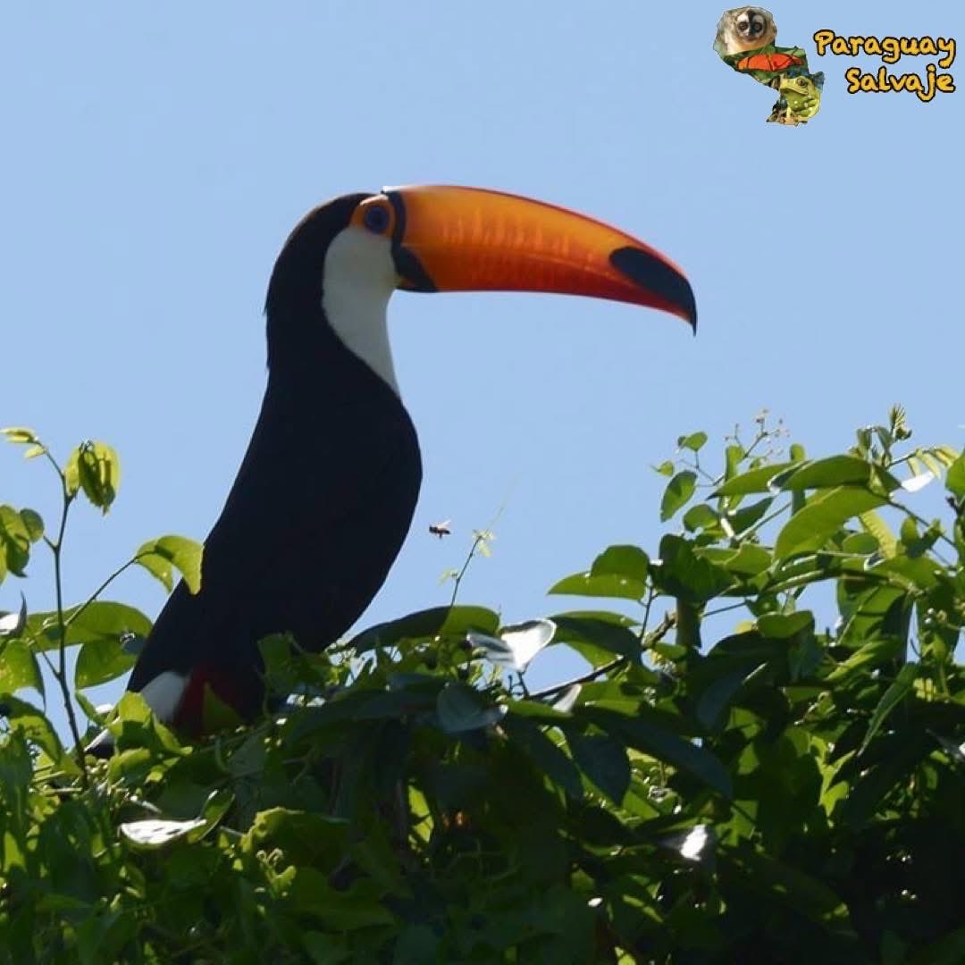 ¡El pico de los tucanes es una maravilla de la ingeniería natural! 💚

Es casi cuatro veces el tamaño de su cabeza y casi tan largo como el resto de su cuerpo, sin embargo, está ingeniosamente diseñado para ser tan fuerte como ligero.

La ligereza del pico se da gracias a que es