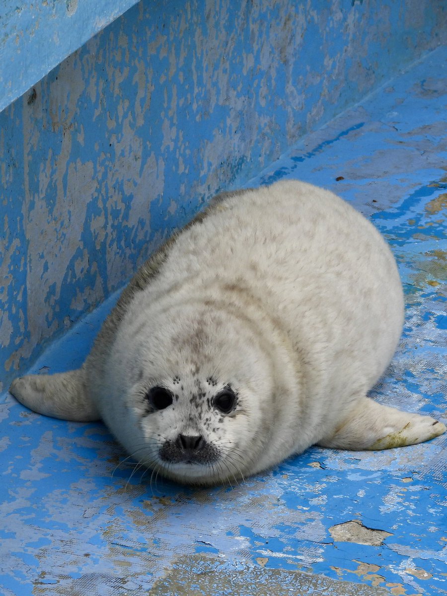 ガッチリカ tweet media