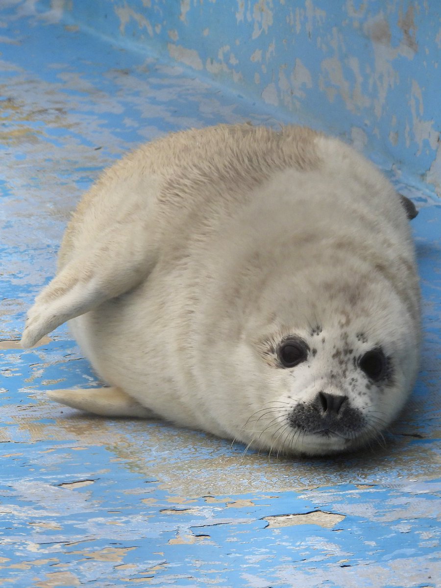 ガッチリカ tweet media