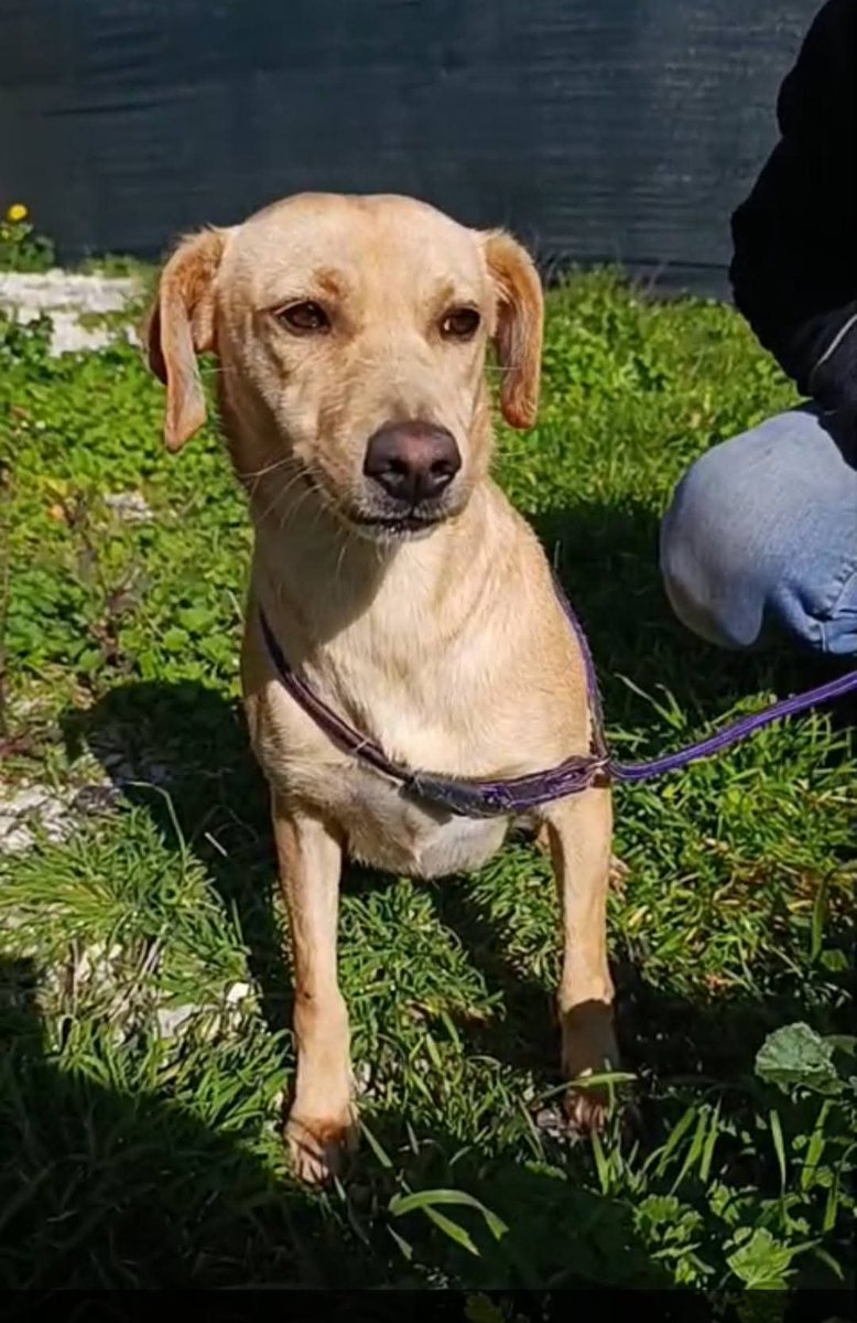 Ricevo,Palermo,Lauretta, 2 anni, meticcetta tg contenuta, la sua vita non è stata facile, dopo breve tempo in casa è stata lasciata in giardino senza darle le minime nozioni!!È buona  dolce,ma non è abituata a vivere in città!Sterilizzata
negLeishmania! 3397906162
Angela Verace