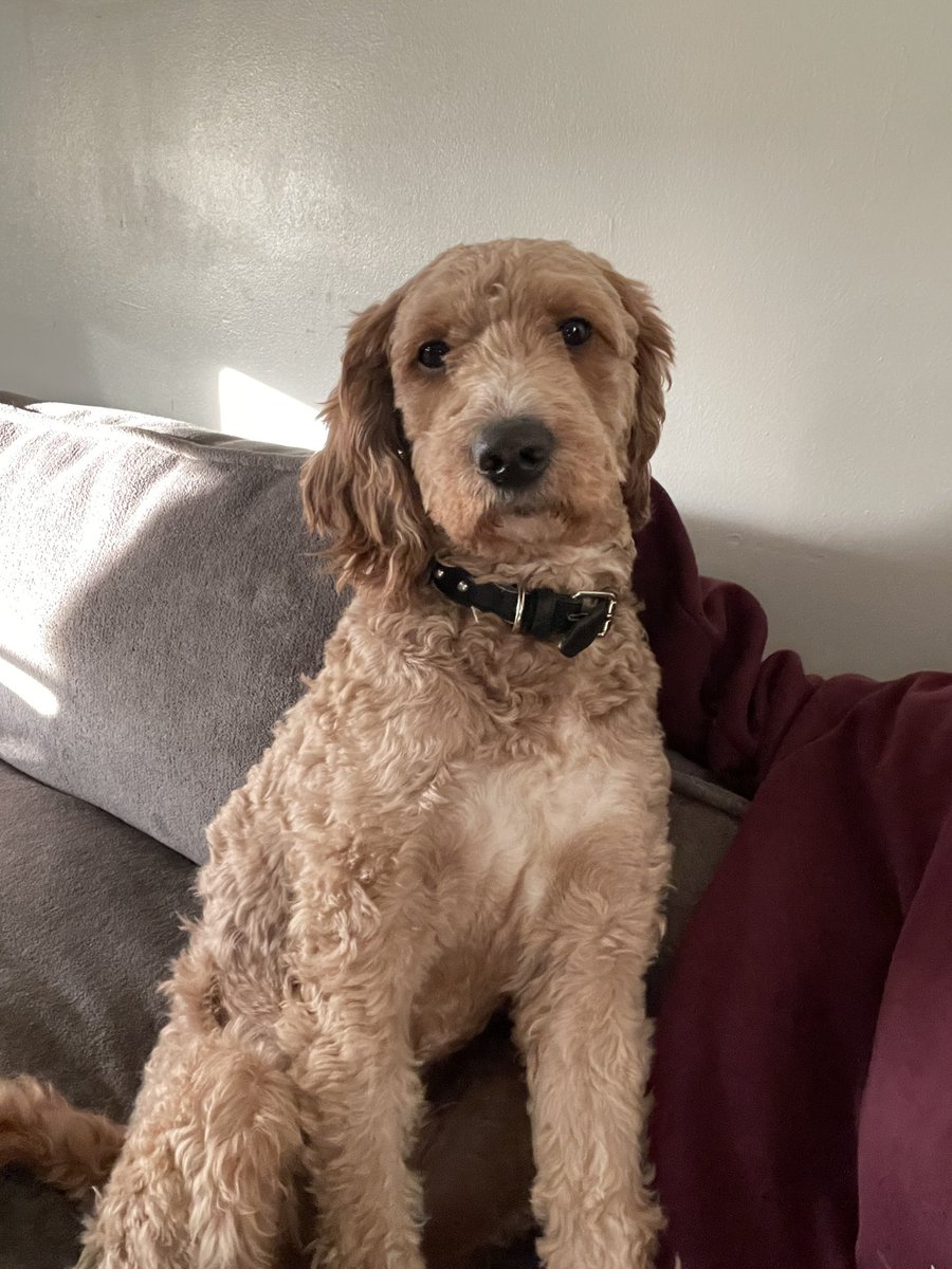 doieswife ! tweet media