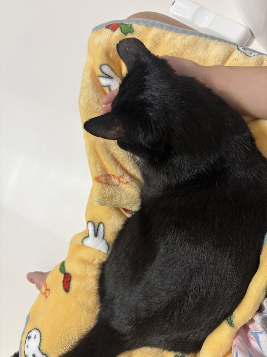 이단풍(12세) tweet media