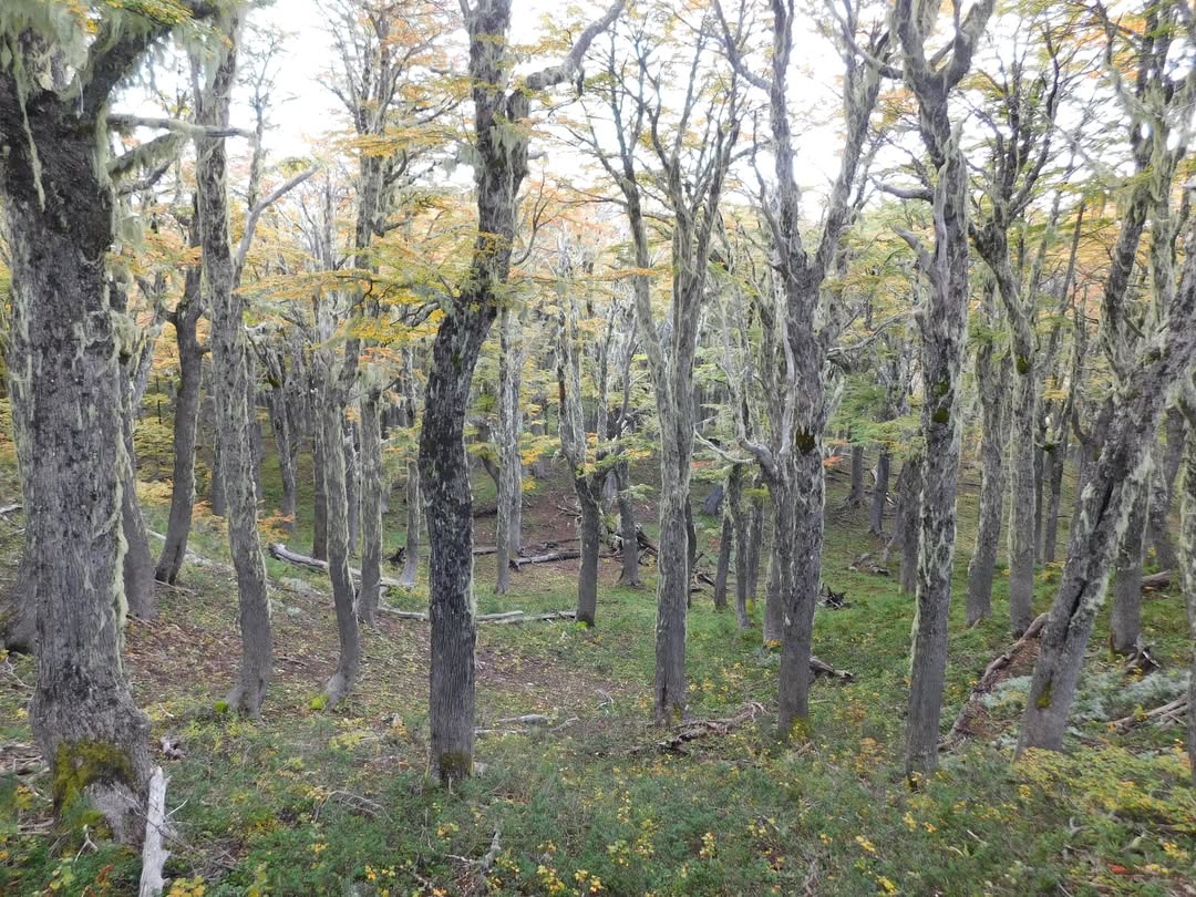 Recorriendo Montañas tweet media