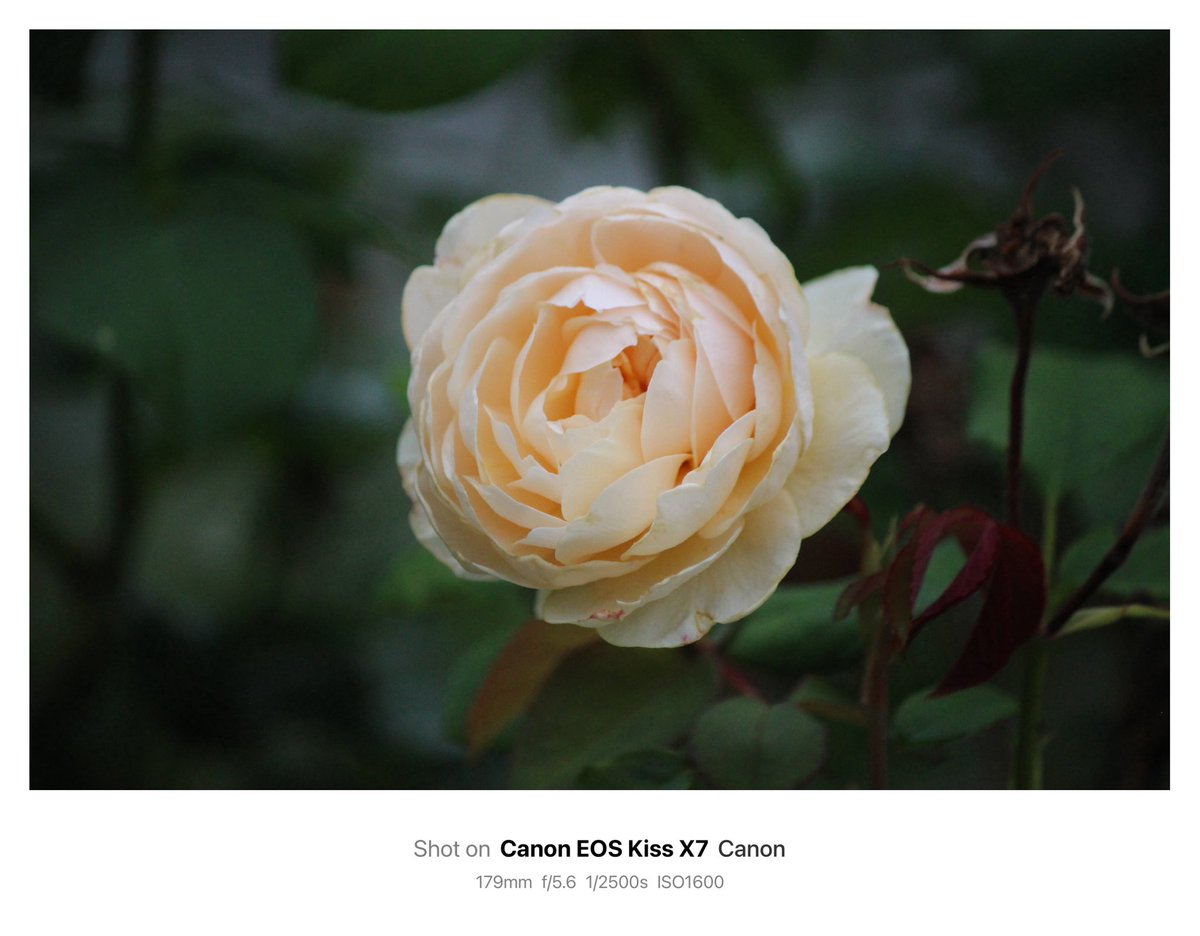 𝙆𝙄𝙍𝙄 tweet media