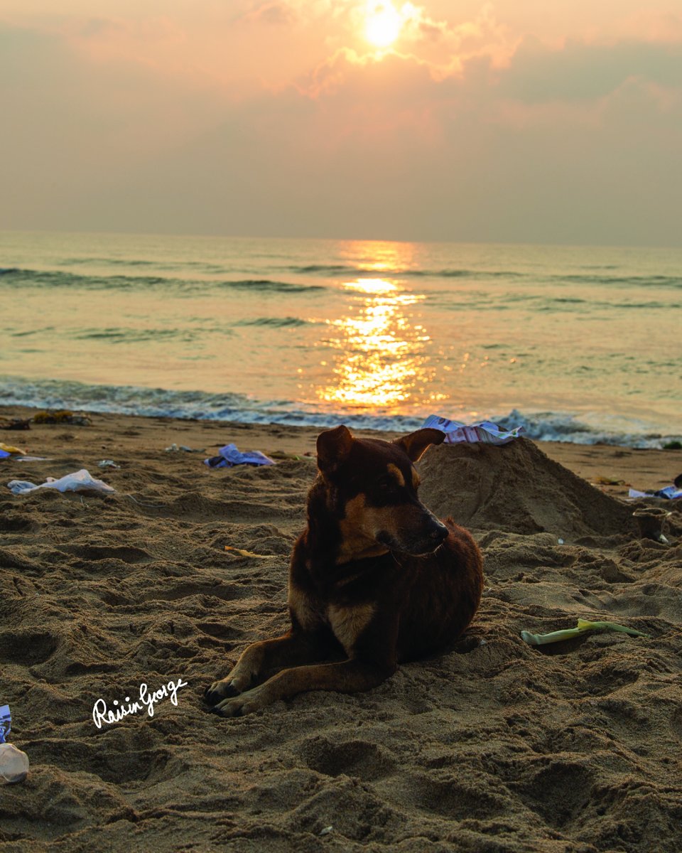 raisingeorge's tweet photo. He got there before me. 
And stayed longer. #sunrise #beach https://t.co/FlS4bXji5z