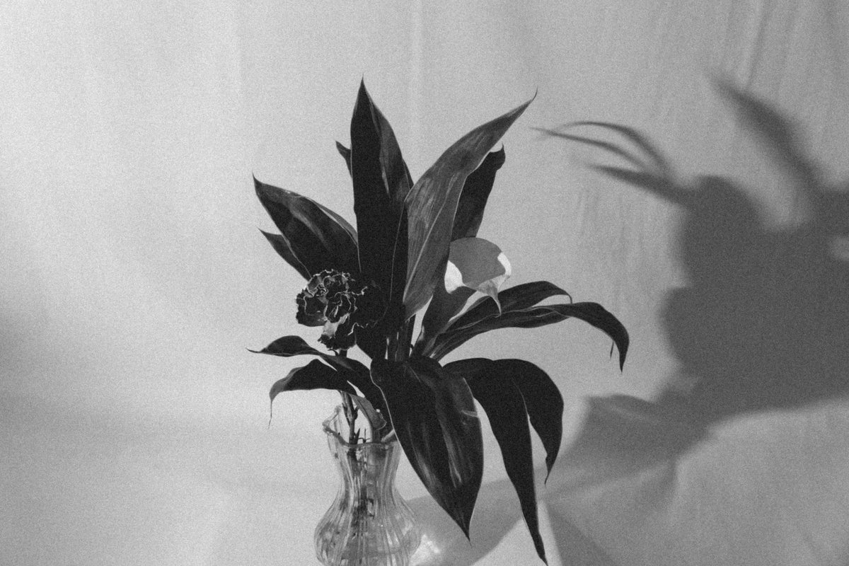 863Reki's tweet photo. #fujifilm_xseries #FUJIFILM
#photooftheday #photograghy 
#monochromephotography 
#ファインダー越しの私の世界 https://t.co/7JhDb4R7qH