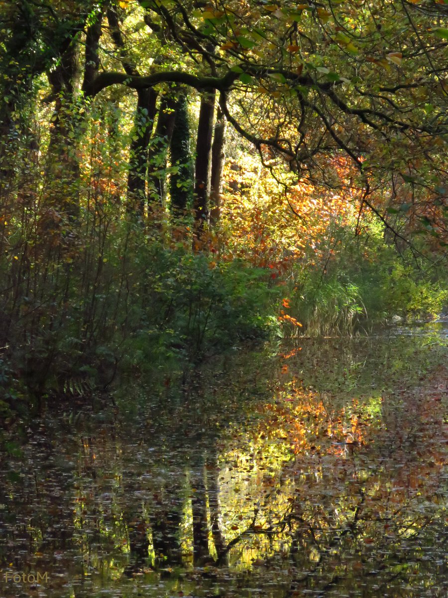 Margreeth0_0's tweet photo. #Inhetbos voor #Camer_a_pril. Ik kom graag in het Mensinghebos waar vooral de lichtval vaak prachtig is. Het is ook een heel veelzijdig bos met verschillende soorten bomen, vennen, heideveldjes en kleine paadjes. @JdeJongJansen Ik ben redelijk verknocht aan dit bos 🥰 https://t.co/M2ZArhx9la