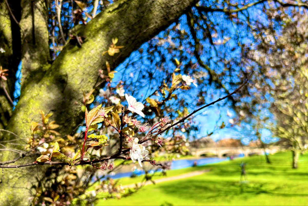 LStewart_books's tweet image. Blossom by the River Esk 🌸
#Wednesdayvibe #blossom #spring