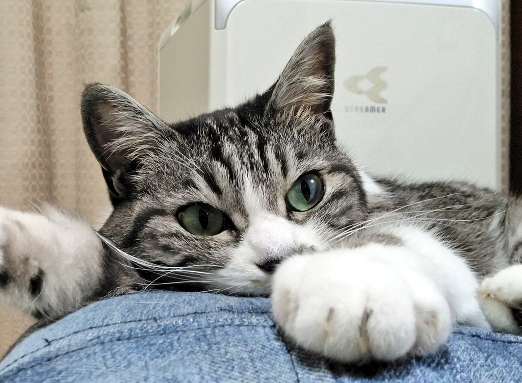 ancoroid tweet media