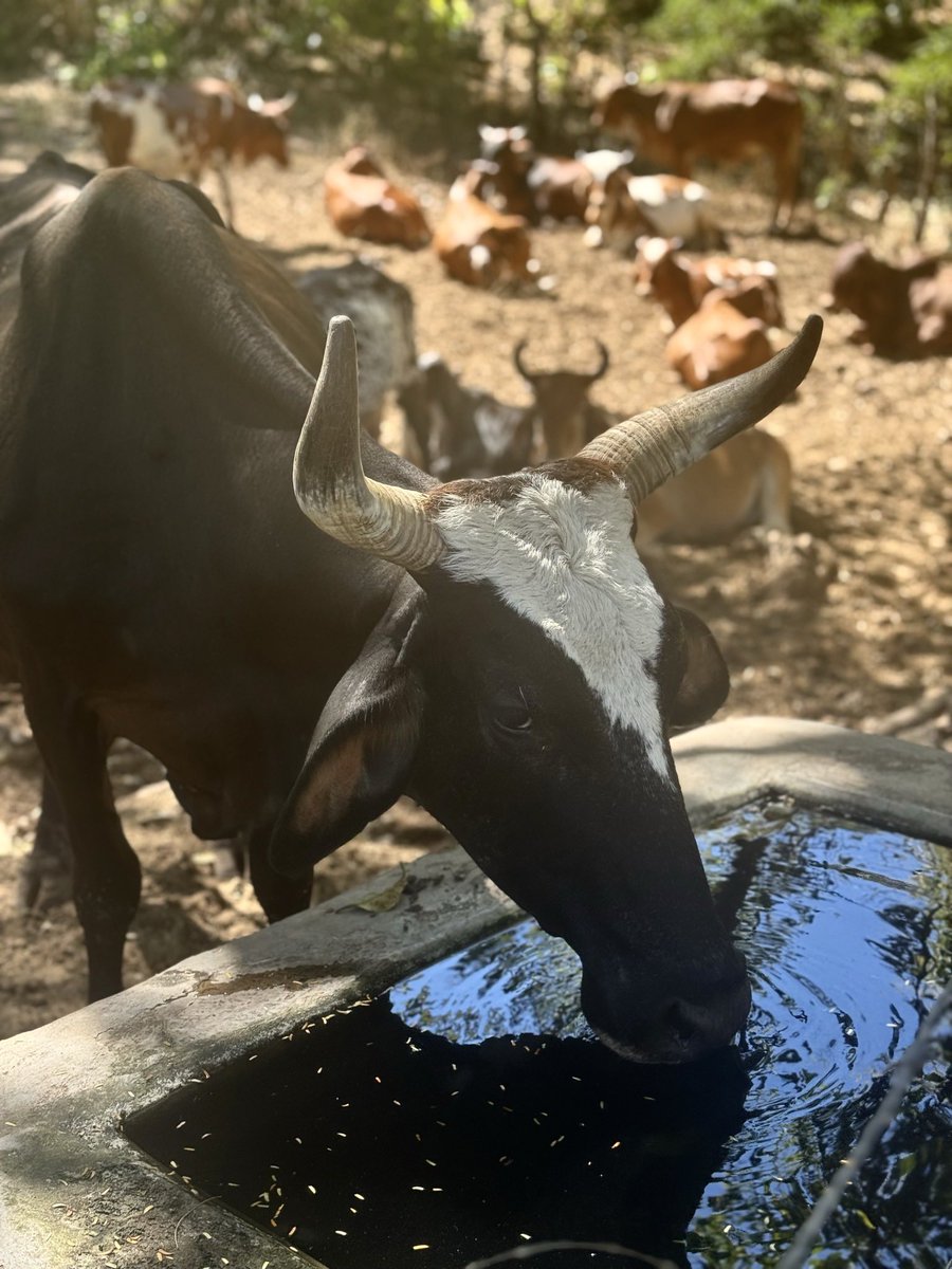 Texas Slim™ tweet media