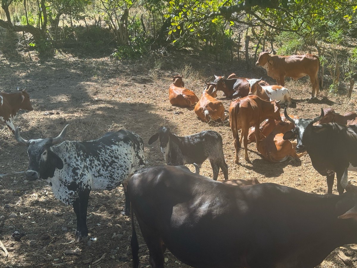 Texas Slim™ tweet media