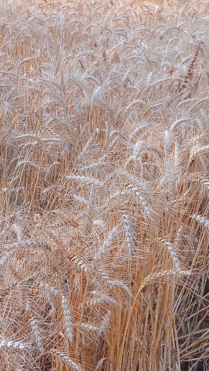 Ashvini65766591's tweet image. मैं तो गेहूं काट रहा हूं। 🌾

#गेहूं #बारिश