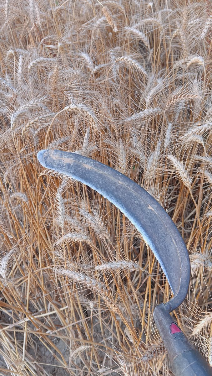 Ashvini65766591's tweet image. मैं तो गेहूं काट रहा हूं। 🌾

#गेहूं #बारिश