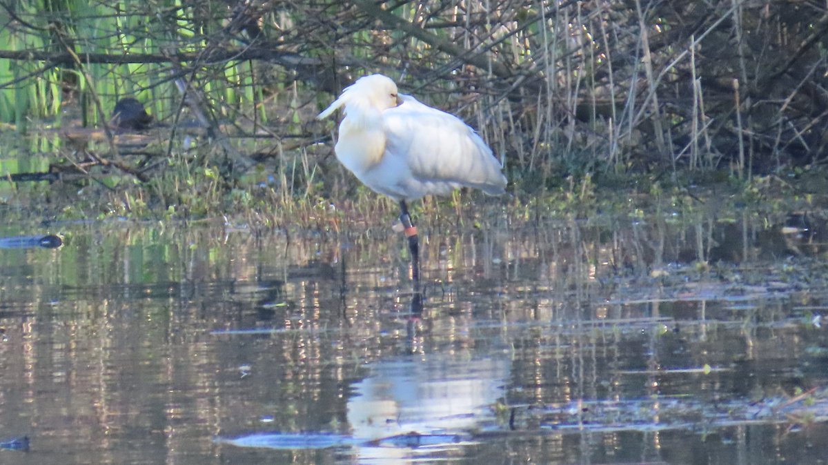 MvStuijvenberg1's tweet photo. #ZomaarEenWoensdagOchtend bij mij om de hoek.
🦤🦤🦤🦤🦤🦤🦤🦤🦤🦤🦤🦤🦤🦤🦤
#Ooievaar ... hoeveel eitjes zouden er zijn?
#Fuut ... altijd mooi!
#Lepelaar ... hey, hij is er nog / hij is er weer / het is een ander
#Tureluur https://t.co/FDzYt33bV8