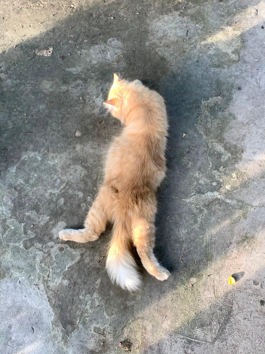 🧛🏻‍♀️ tweet media