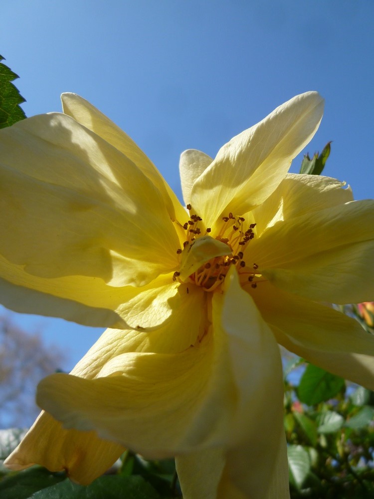 CommunityGdnsLondon tweet media