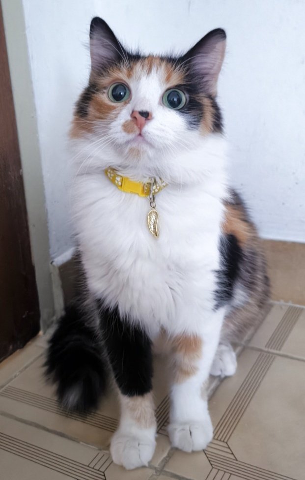 Sorgina ∴ tweet media