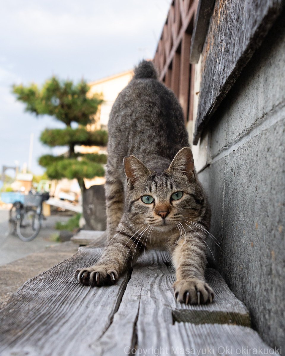 猫写真家 沖 昌之 (MASAYUKI OKI) tweet media