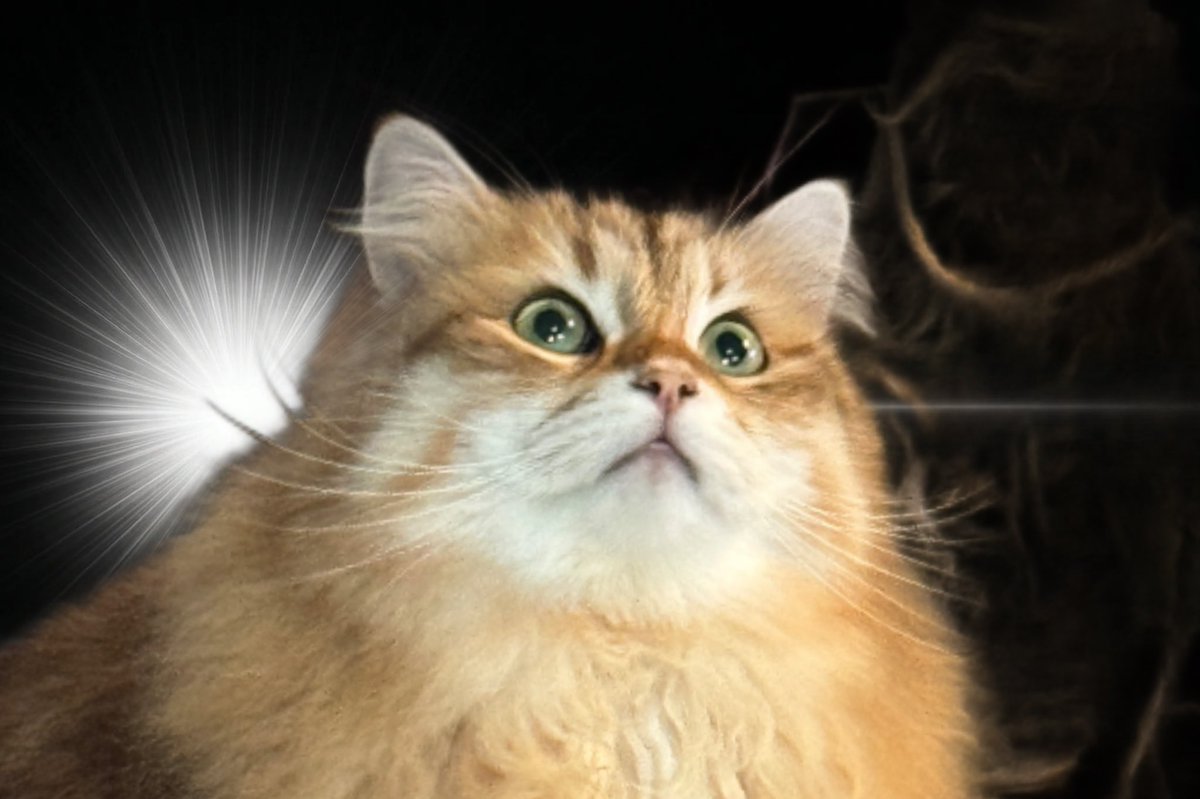 PORTA｜MaineCoon & Siberian (@pusuke44055134) / Posts / X