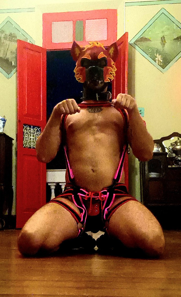 Zer0 o puppy Br tweet media