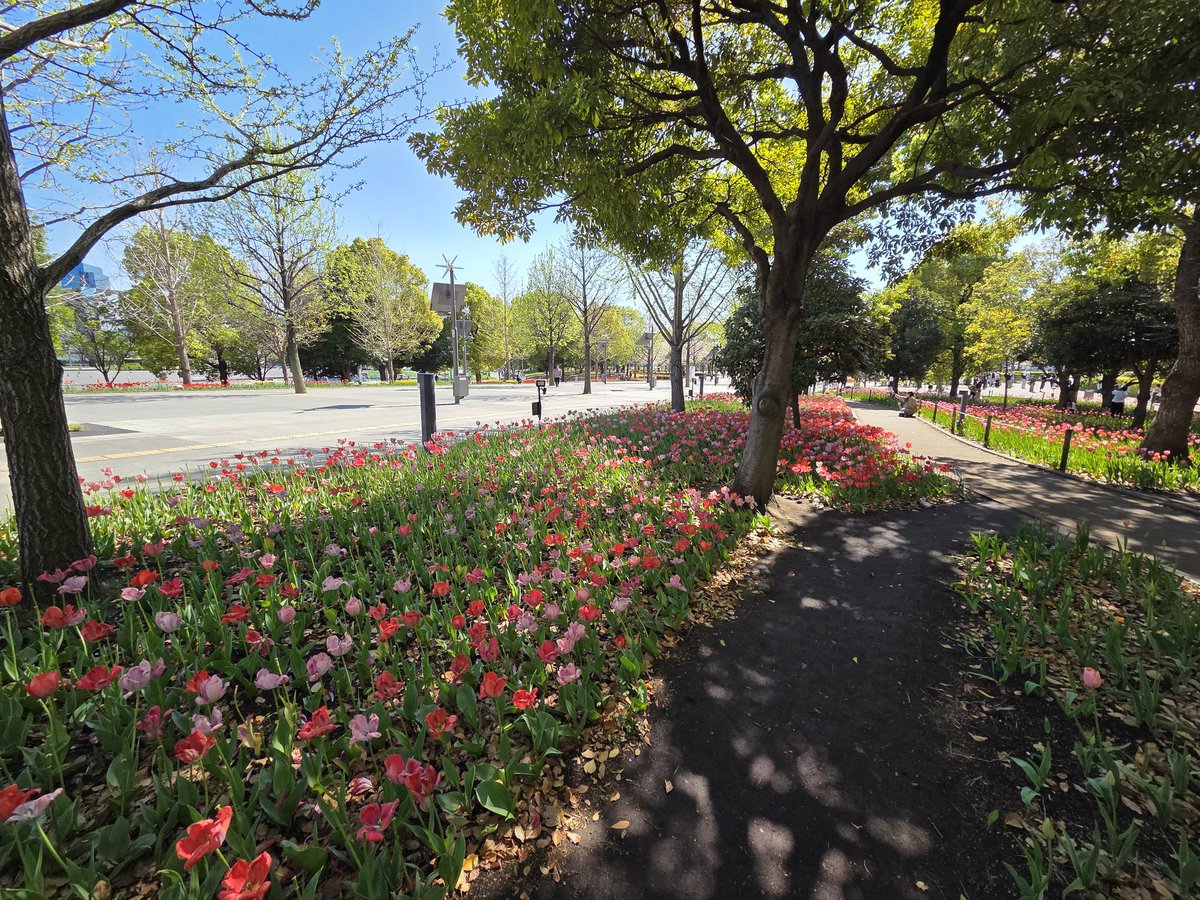 ガンダム後ろのビル13階が当社オフィスとなります、まだお花見間に合います😆🌸🌷

毎週火曜・金曜、社内外交流会開催中！ご興味あればぜひ🙋‍♀️

詳細はスレに貼ります🖇️

#ドクターズプライム
