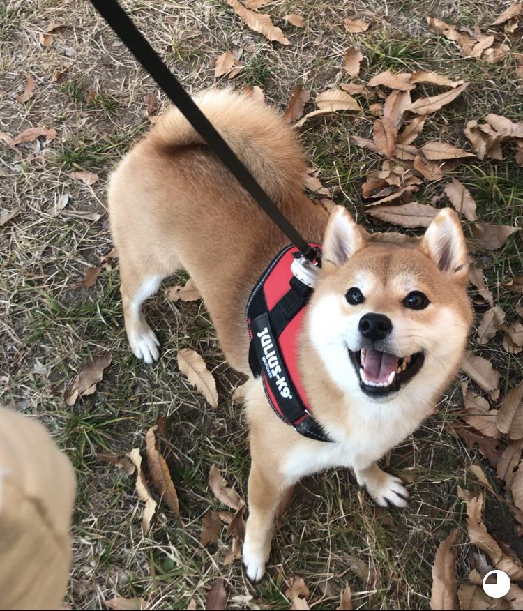 柴犬ひるね tweet media