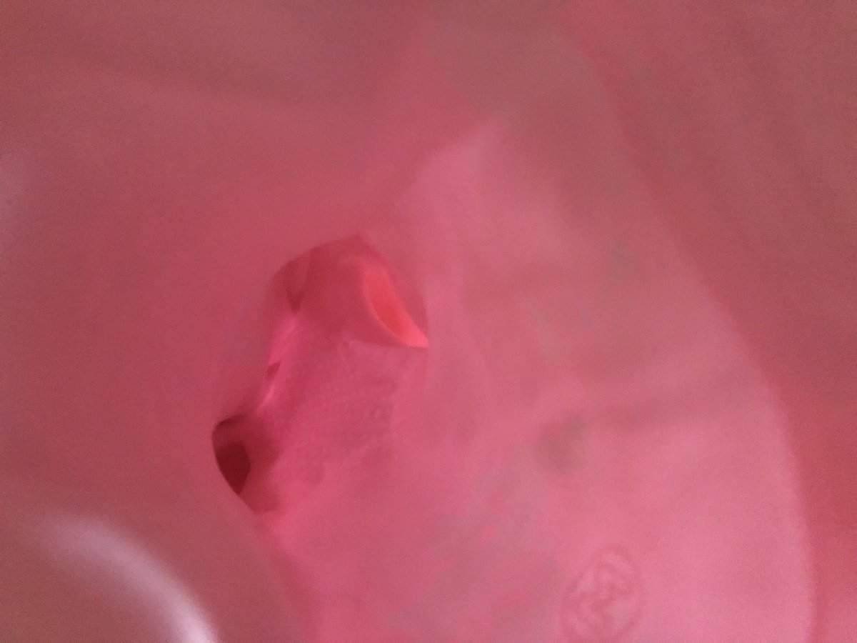 バラのラバー tweet media