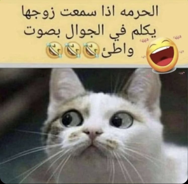 ‏شوووق🦋✨ tweet media