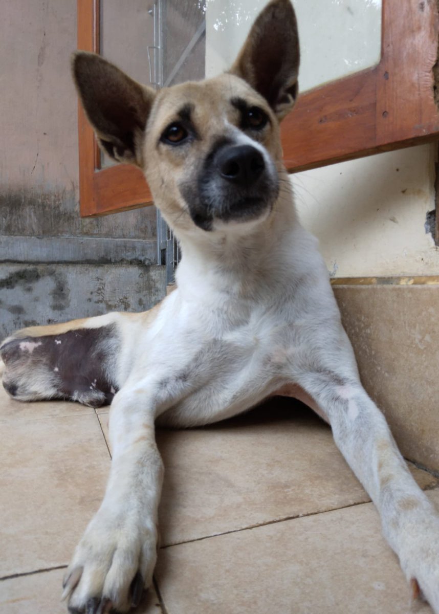 Lovina Animal Welfare tweet media