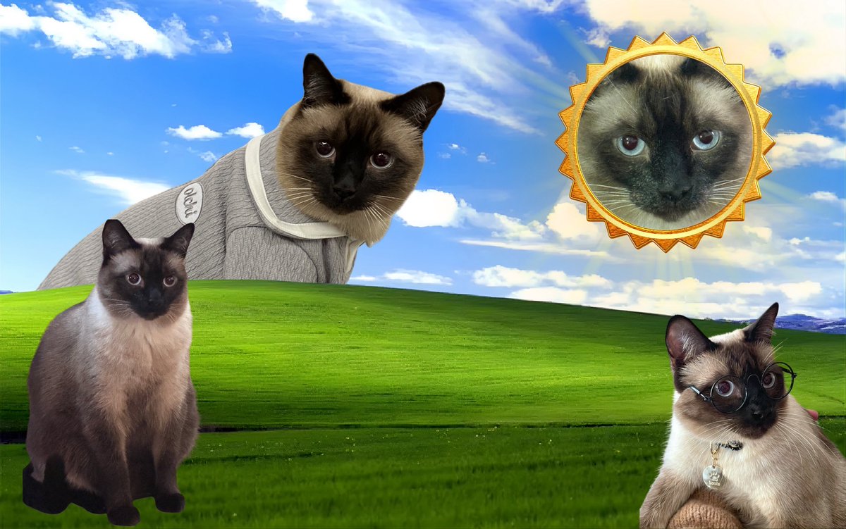 มอมอล์ ➫ SO10³ ⁿᴱʷᶜᵒᵐᵖ tweet media