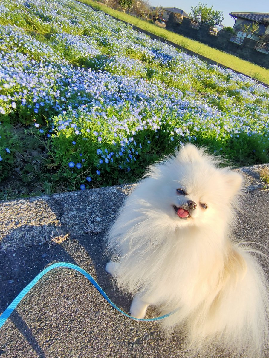 Kao5146's tweet photo. 桜のあとに見つけたネモフィラ畑🩵

←2025.4.8兄ちゃんと一緒
ひとりっこの今日→

#ポメラニアン
#秘密結社老犬倶楽部天国支部 https://t.co/eXSsRwt3Oc