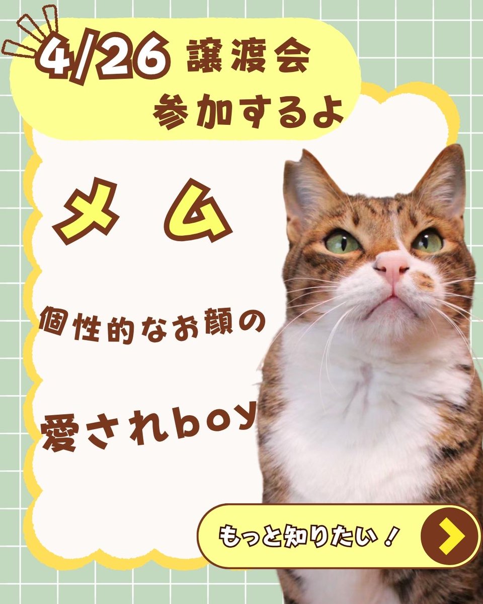 ウリエル里親募集 tweet media