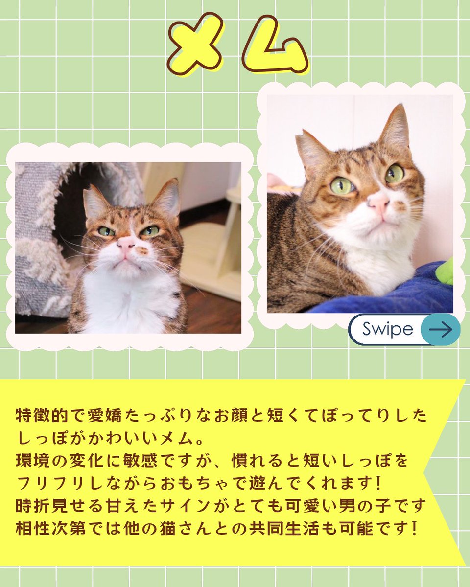 ウリエル里親募集 tweet media