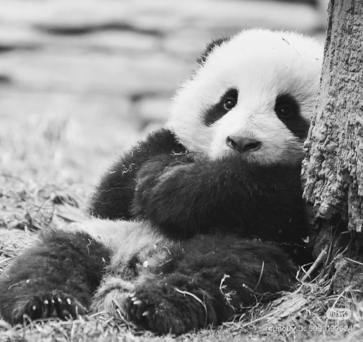 วิเชียรไก่ย่าง tweet media