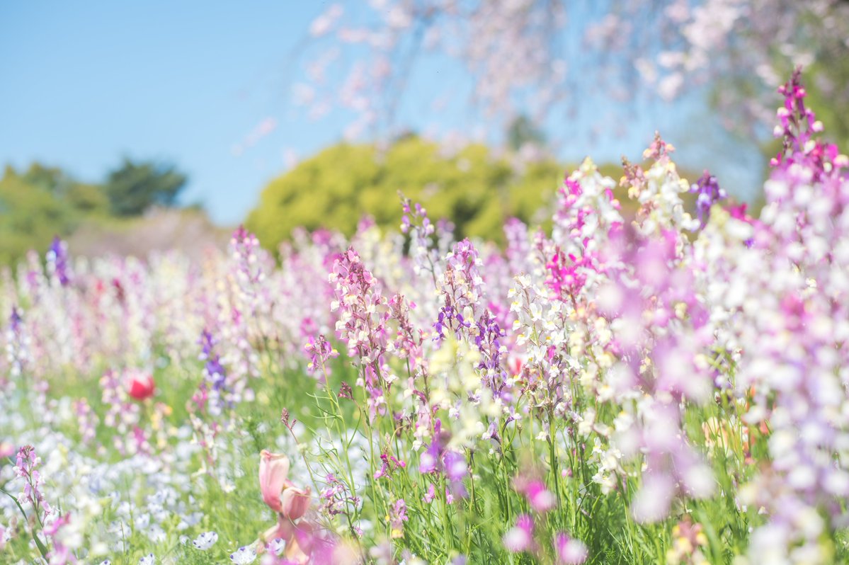 お散歩日和だった～！春のお花🌸