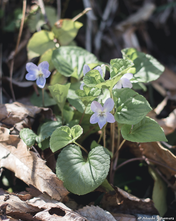 植物が好きな登山ガイド tweet media