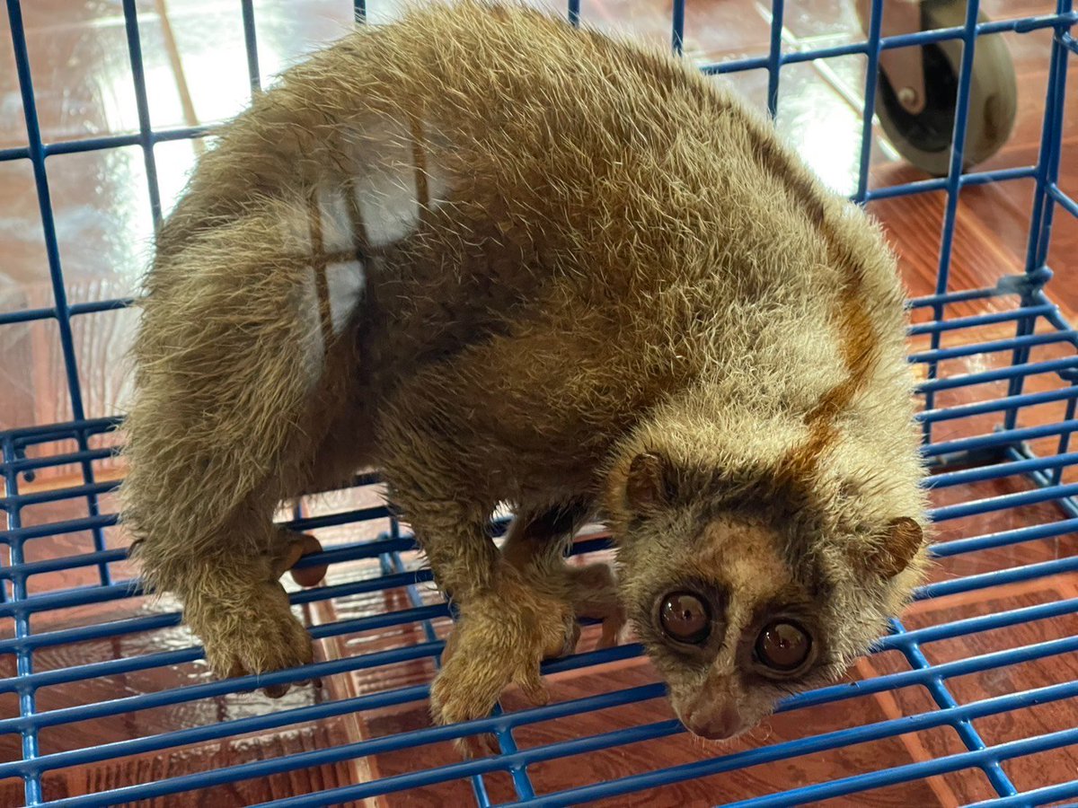 กรมอุทยานแห่งชาติ สัตว์ป่า และพันธุ์พืช tweet media