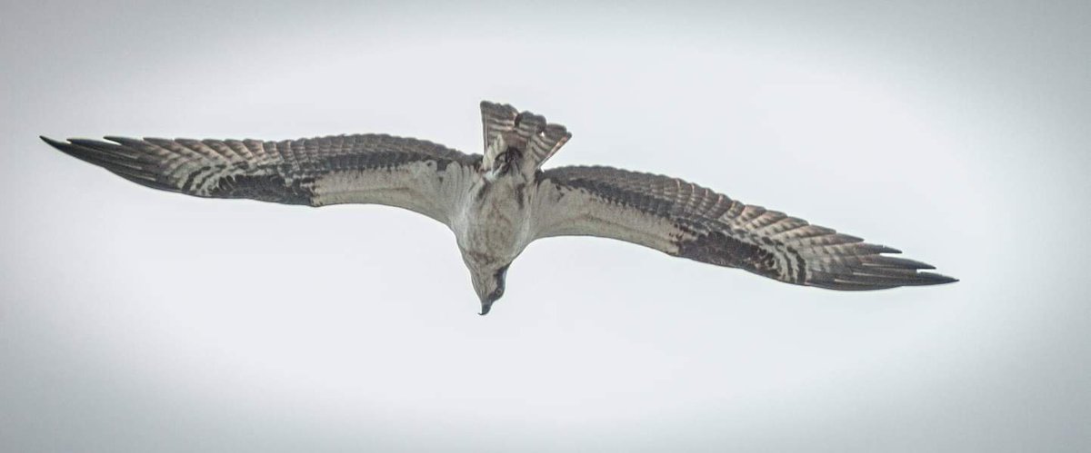 Hayden Photography tweet media