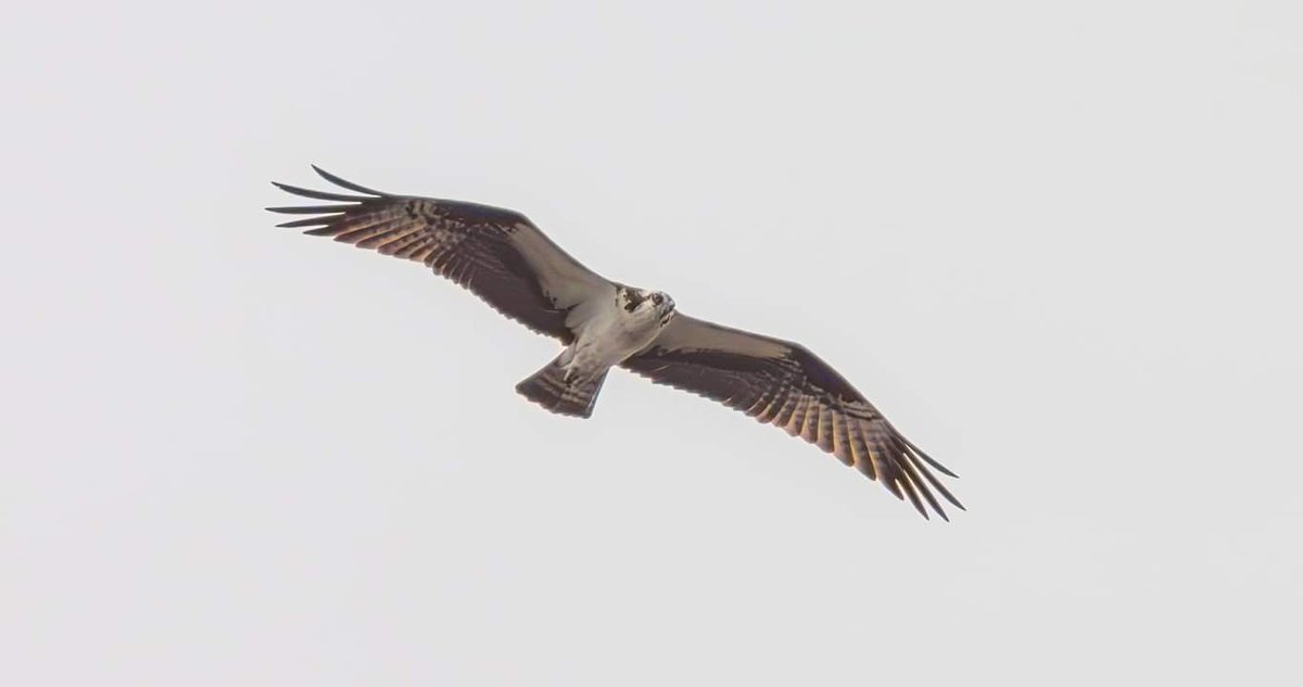 Hayden Photography tweet media