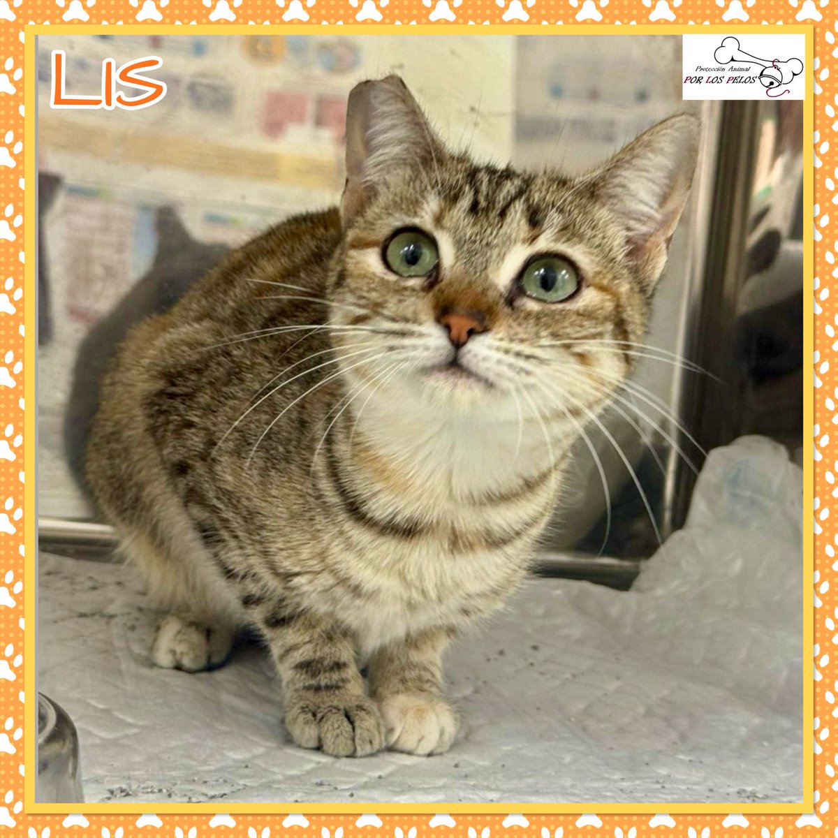 𝐏𝐎𝐑 𝐋𝐎𝐒 𝐏𝐄𝐋𝐎𝐒 tweet media